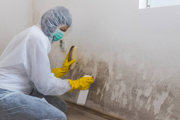 Best Toxic Mold Removal  in Loudonville, OH