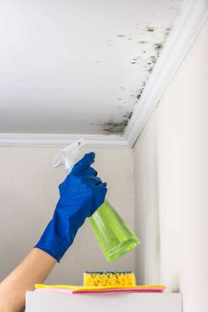 Professional Mold Removal in Loudonville, OH