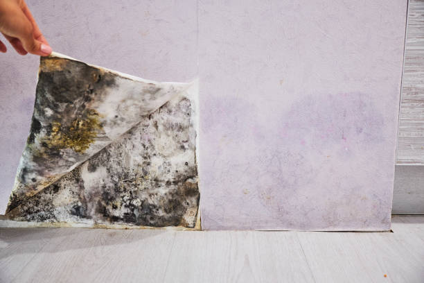 Best Professional Mold Removal  in Loudonville, OH